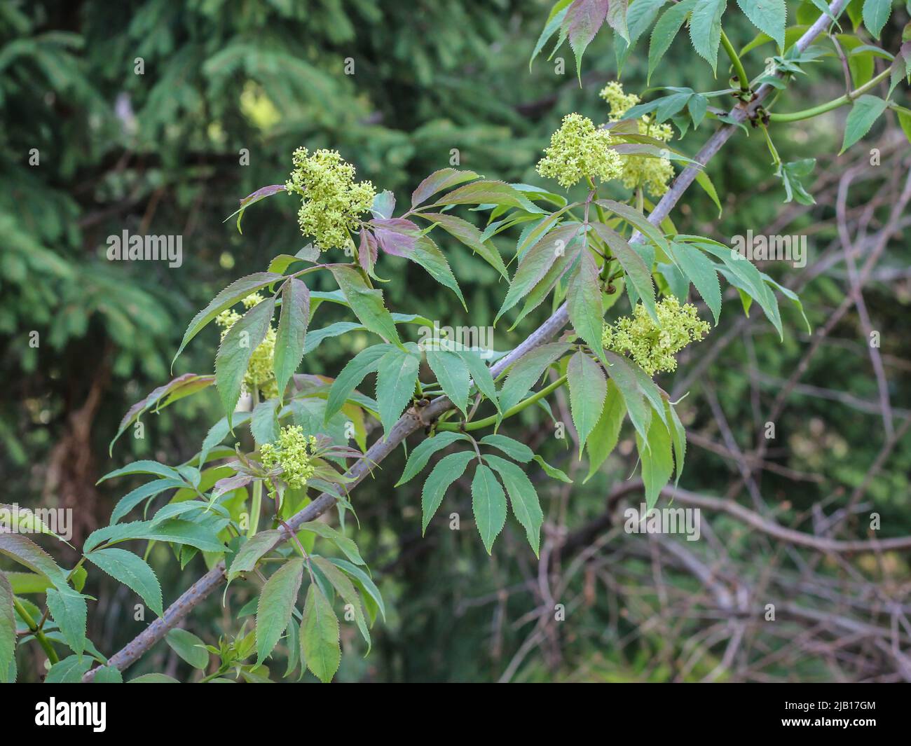 Fiori di sambuco rosso (nome latino: Sambucus racemosa) nella Serbia occidentale Foto Stock