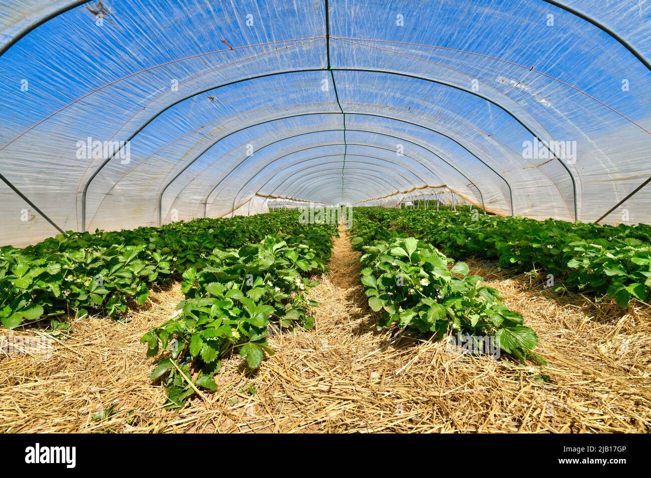 Serra a cupola del tunnel con file di piante di frutta di fragola sotto Foto Stock