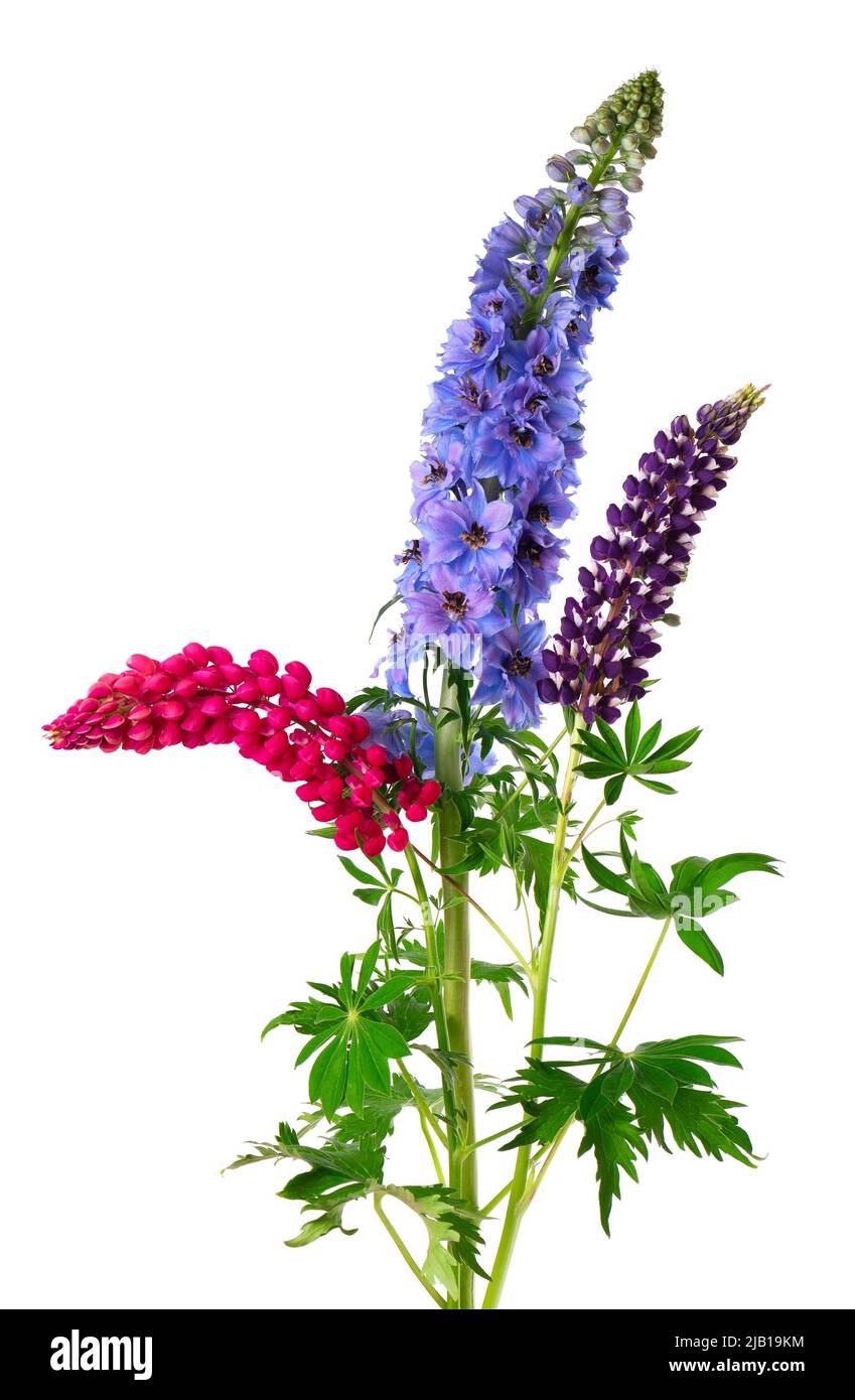 Bouquet di fiori colorati di lupinus e delphinium, isolati su sfondo bianco Foto Stock