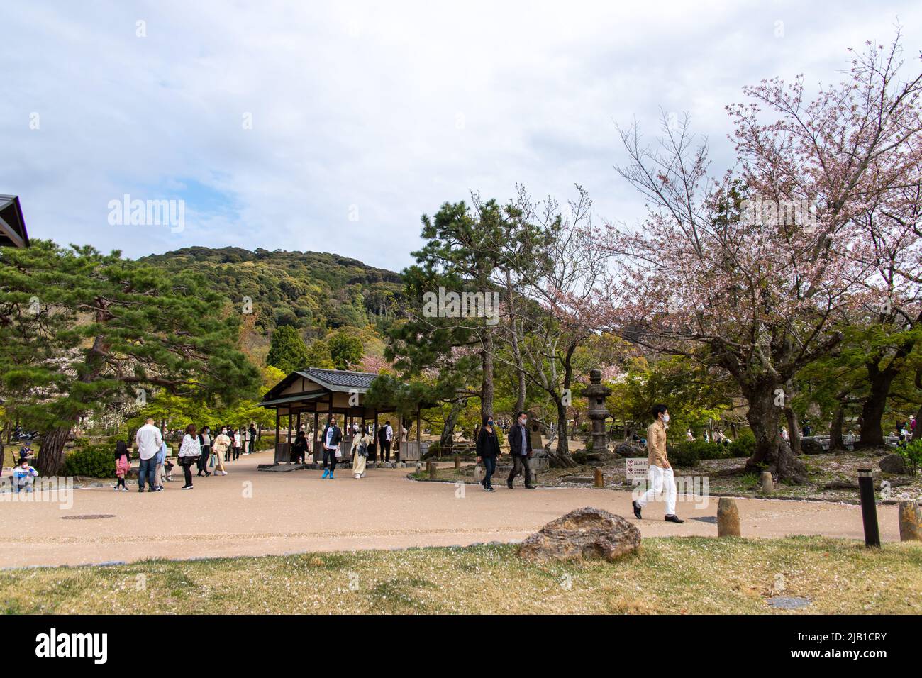 Maruyama Park (Maruyama Koen), famoso parco con vista sui ciliegi in fiore a Kyoto, nelle giornate di sole. Il luogo di solito affollato in aprile (stagione Hanami) Foto Stock
