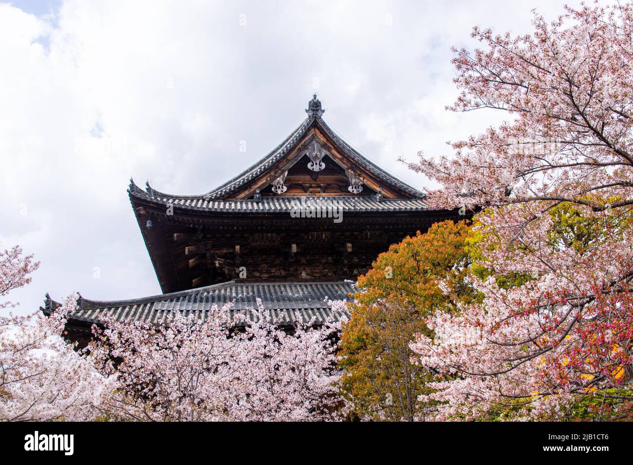 Antica Sala d'Oro (Kondo) con Cherry Blossom a Toji nella stagione primaverile. To-ji è un tempio buddista di Shingon trovato nel 796 nel rione Minami-ku di Kyo Foto Stock