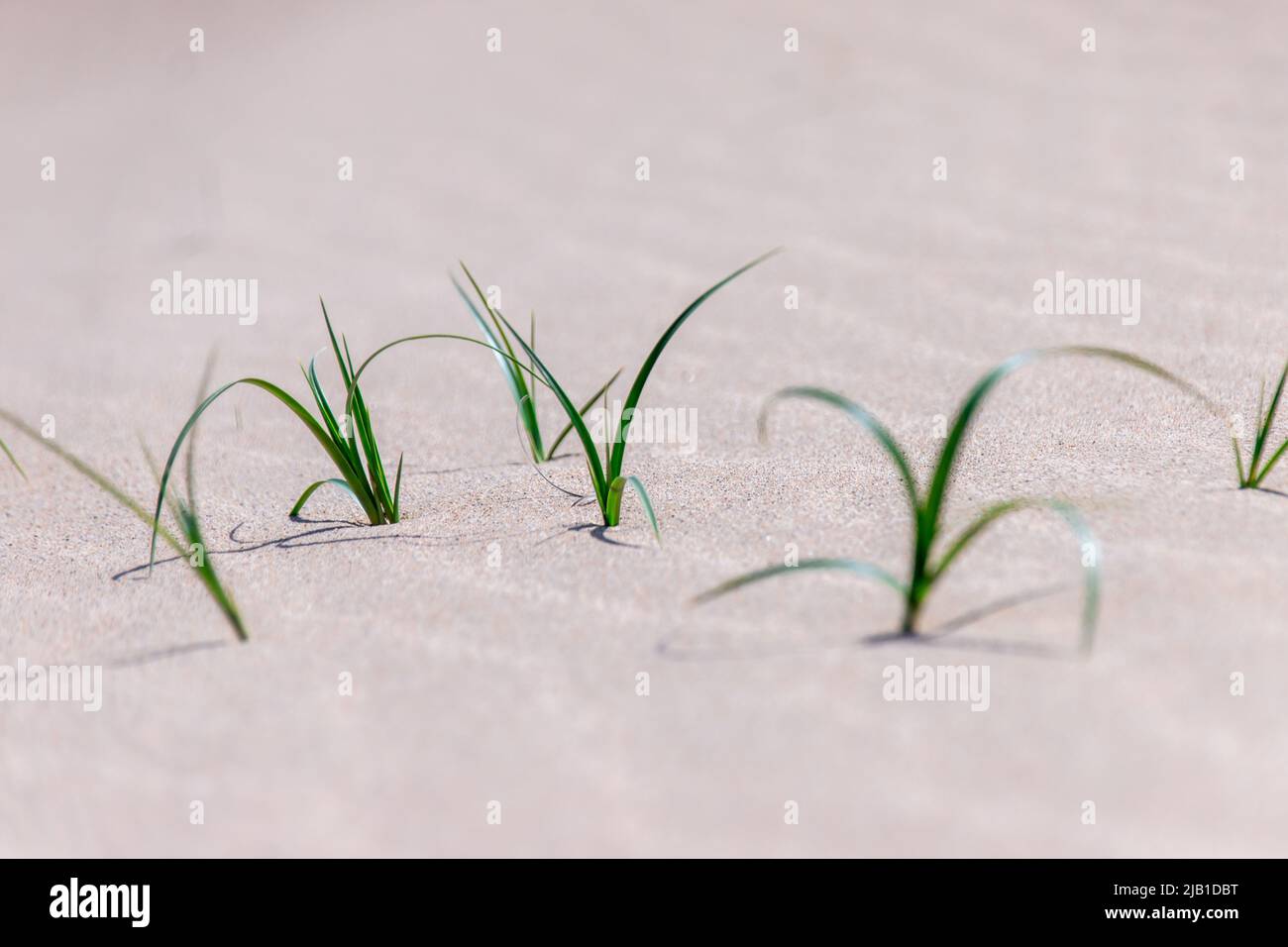 I pochi giovani Imperata cylindrica (grass o kunai erba) sulla duna di sabbia. Natura & concetto ambientale. Il bambino erbaccia crescere in sabbia asciutta Foto Stock