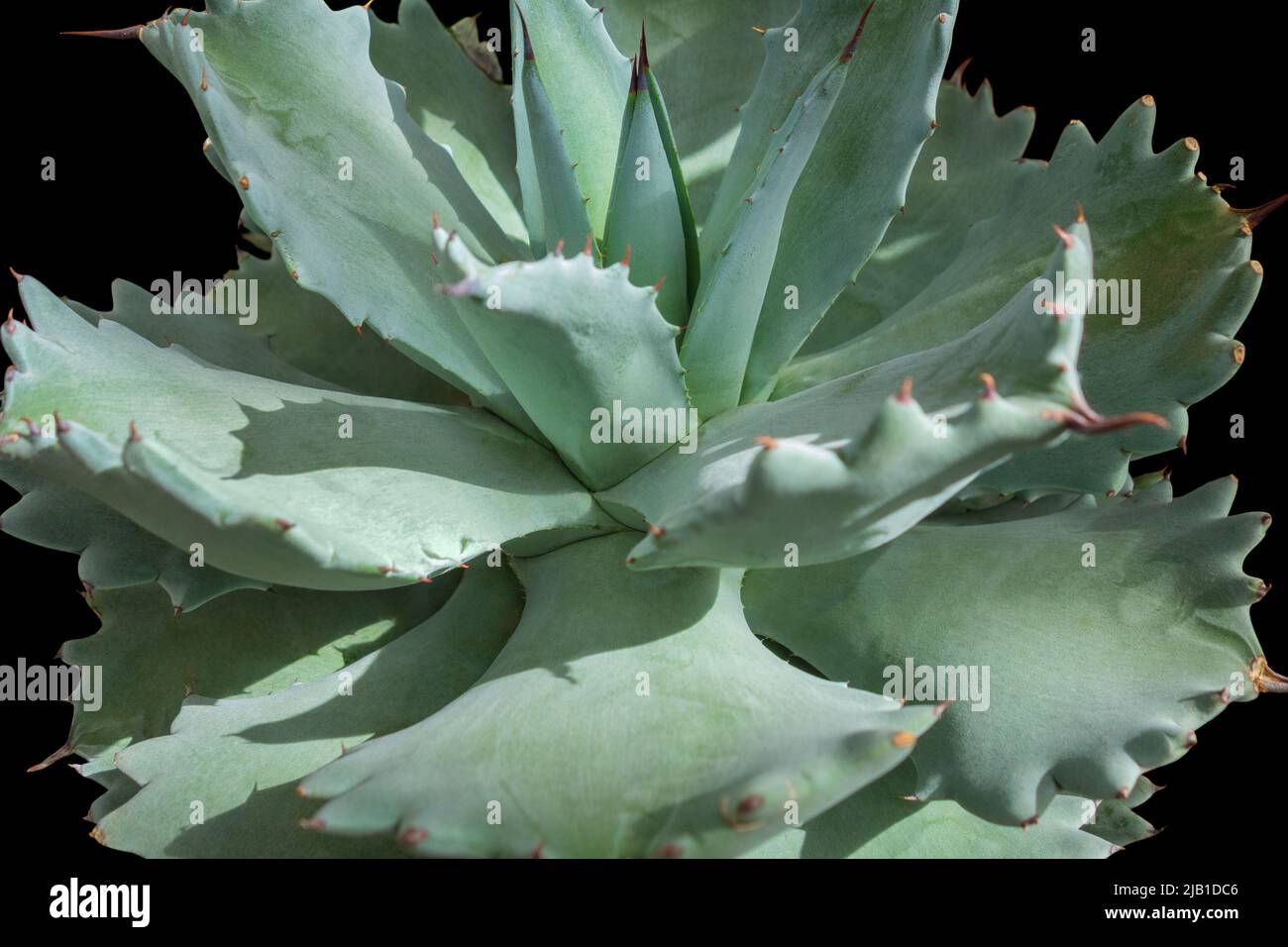 Soleggiato agave illuminato pianta in nero retro Foto Stock