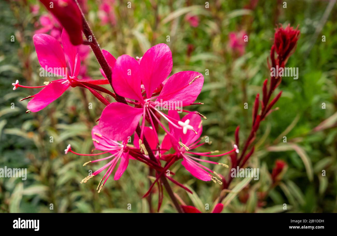 La gaura rosa dai colori vivaci fiorisce a un gambo nella schiena naturale Foto Stock