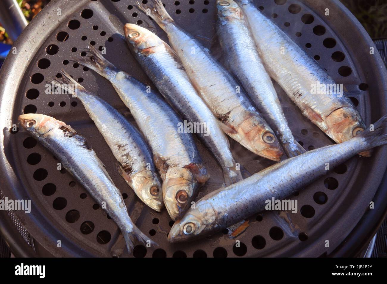 Le sardine integrali cucinano all'aperto su una griglia - John Gollop Foto Stock
