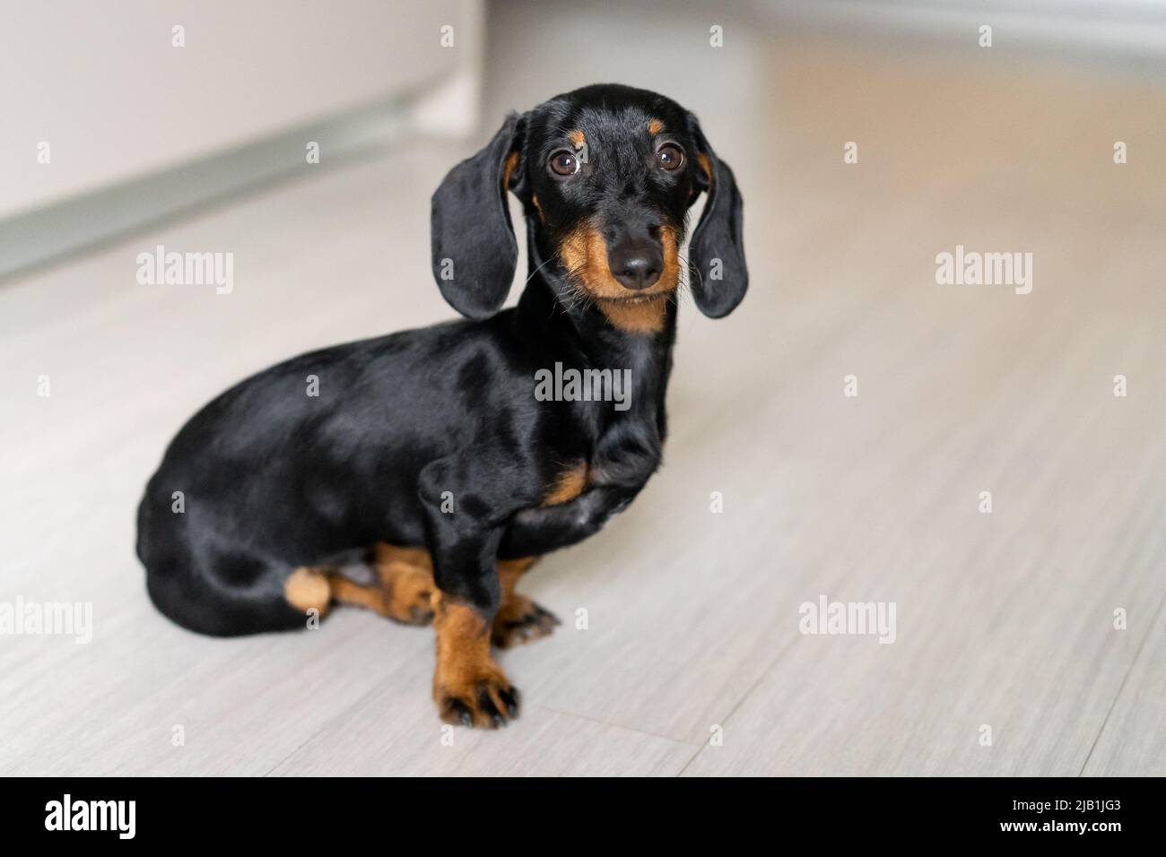 Ritratto di un cane cucciolo dachshund seduto sul pavimento a casa guardando la macchina fotografica Foto Stock
