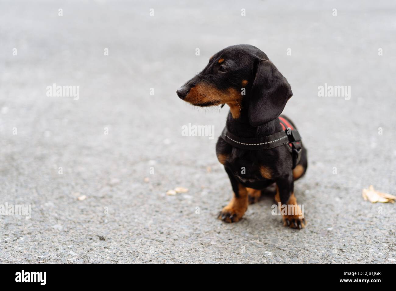 Ritratto di un cane cucciolo dachsbund seduto a terra guardando lontano Foto Stock