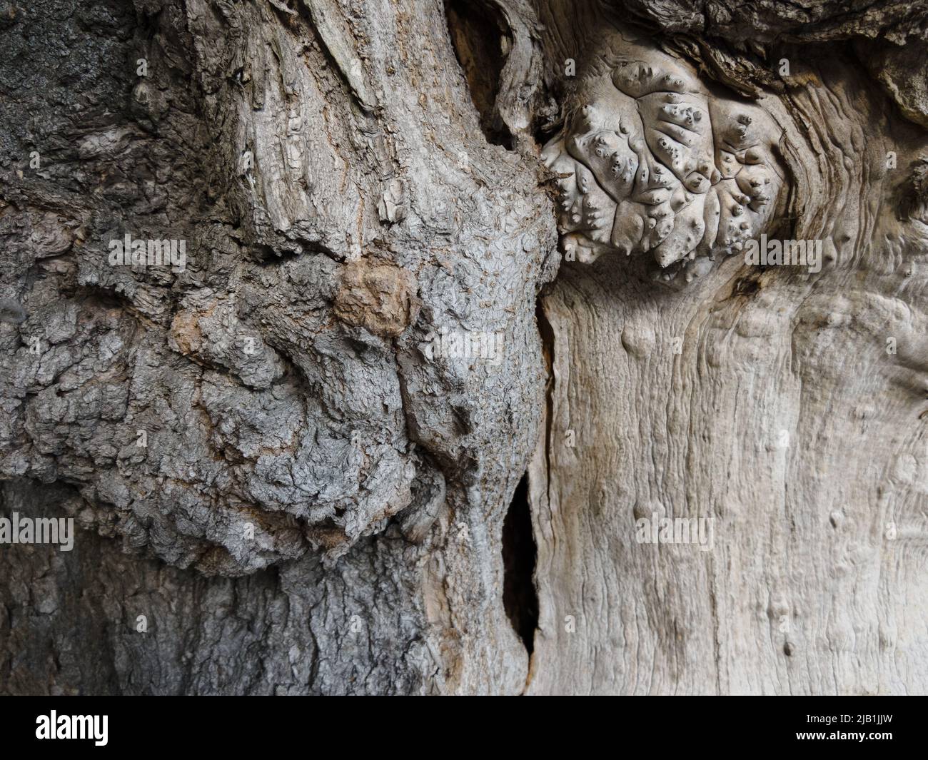 Corteccia di albero annodato con profondità di campo poco profonda Foto Stock