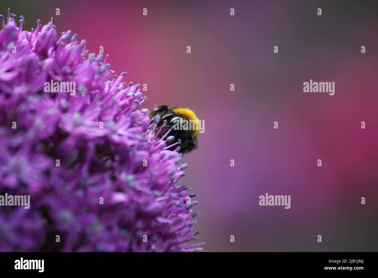 Bumblebee dalla coda bianca (Bombus luorum) che raccoglie polline da un fiore di allio Foto Stock