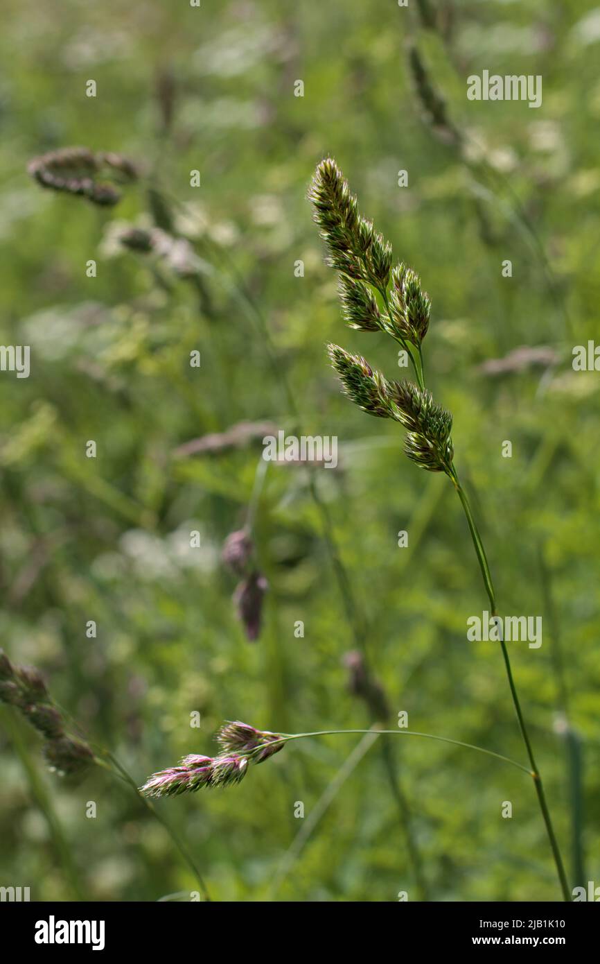 Ritratto di erba di cocksfoot con una profondità di campo poco profonda e sfumature dominanti di verde Foto Stock