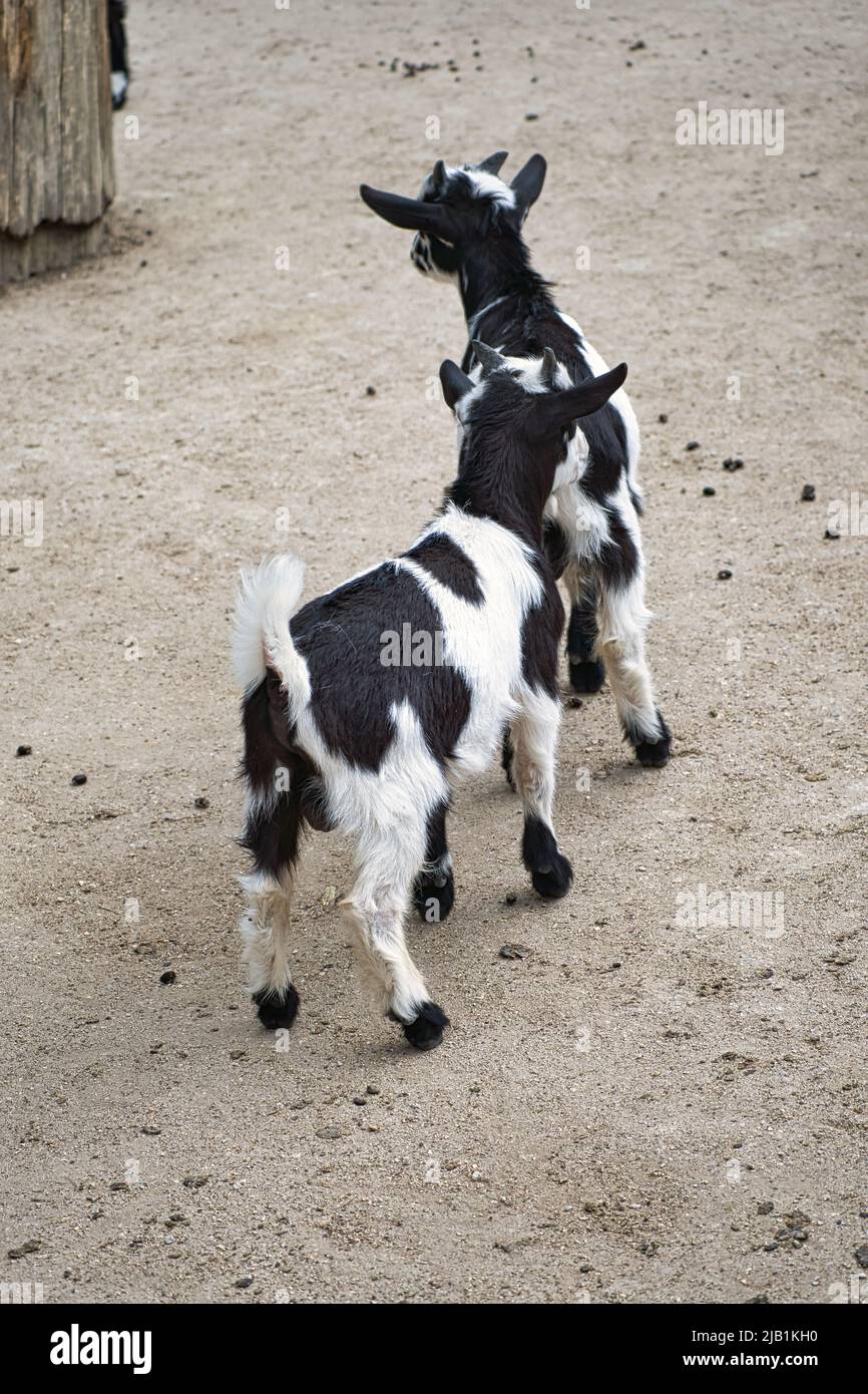 Bambini che giocano nello zoo di animali domestici. Interessante esplora l'ambiente. Foto animale di piccoli mammiferi. Animali domestici dalla Germania Foto Stock