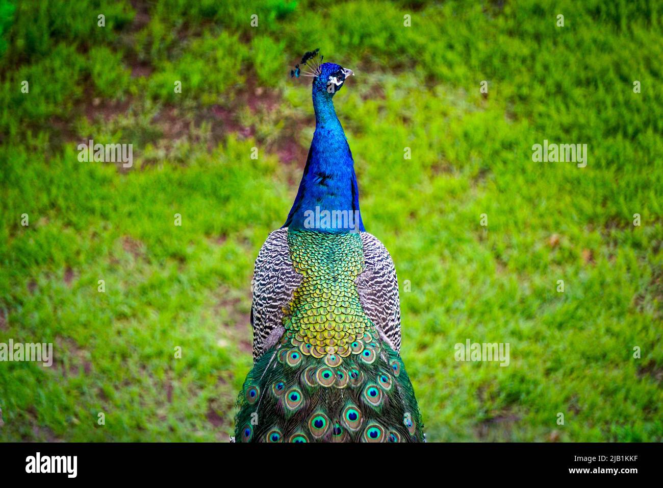 Uccello di pavone con coda colorata vibrante Foto Stock