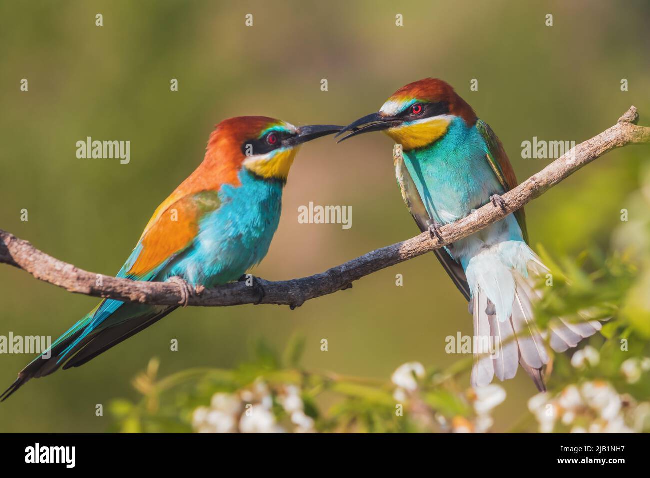 bellissimi uccelli del paradiso conflitto Foto Stock