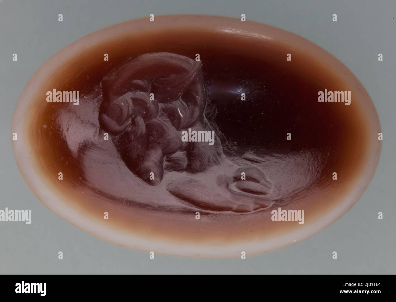 Testa di Ariete Foto Stock