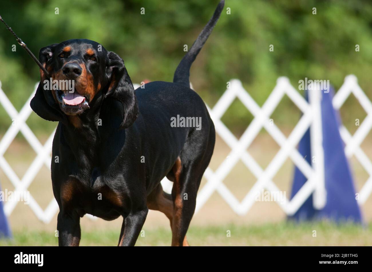 Black e Tan Coonhound camminano verso la macchina fotografica in uno spettacolo di cani a NY Foto Stock