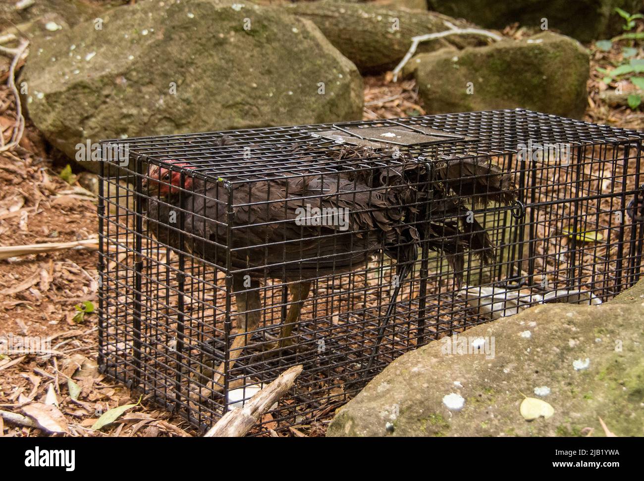 Australian Brush turkey (alectura lathami) inavvertitamente catturato in una trappola umana di gatto ferale nella foresta pluviale, Queensland. Rilasciato senza danni. Foto Stock