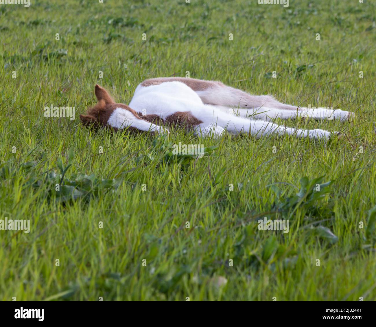 Un pony islandese di tre giorni Foto Stock