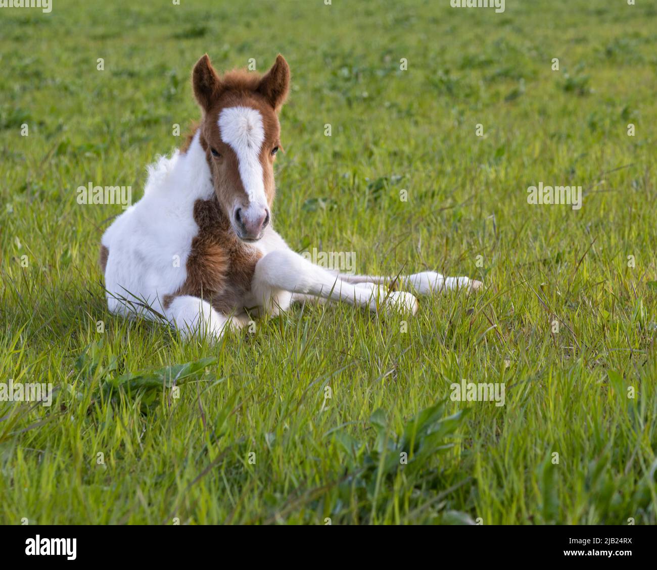 Un pony islandese di tre giorni Foto Stock