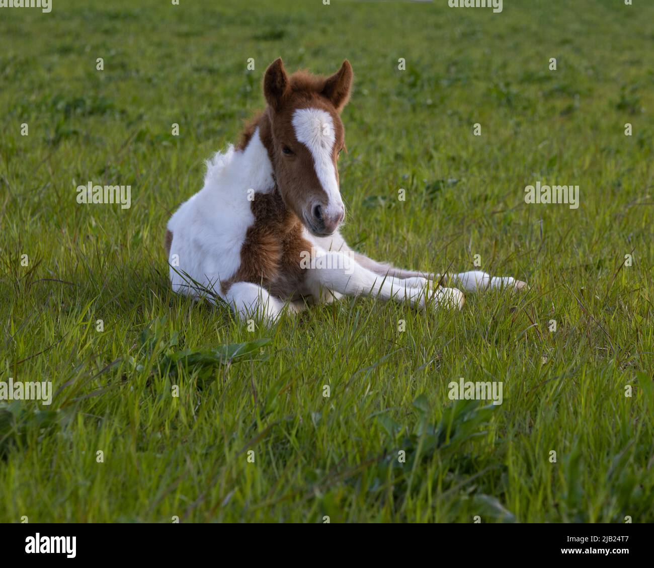 Un pony islandese di tre giorni Foto Stock