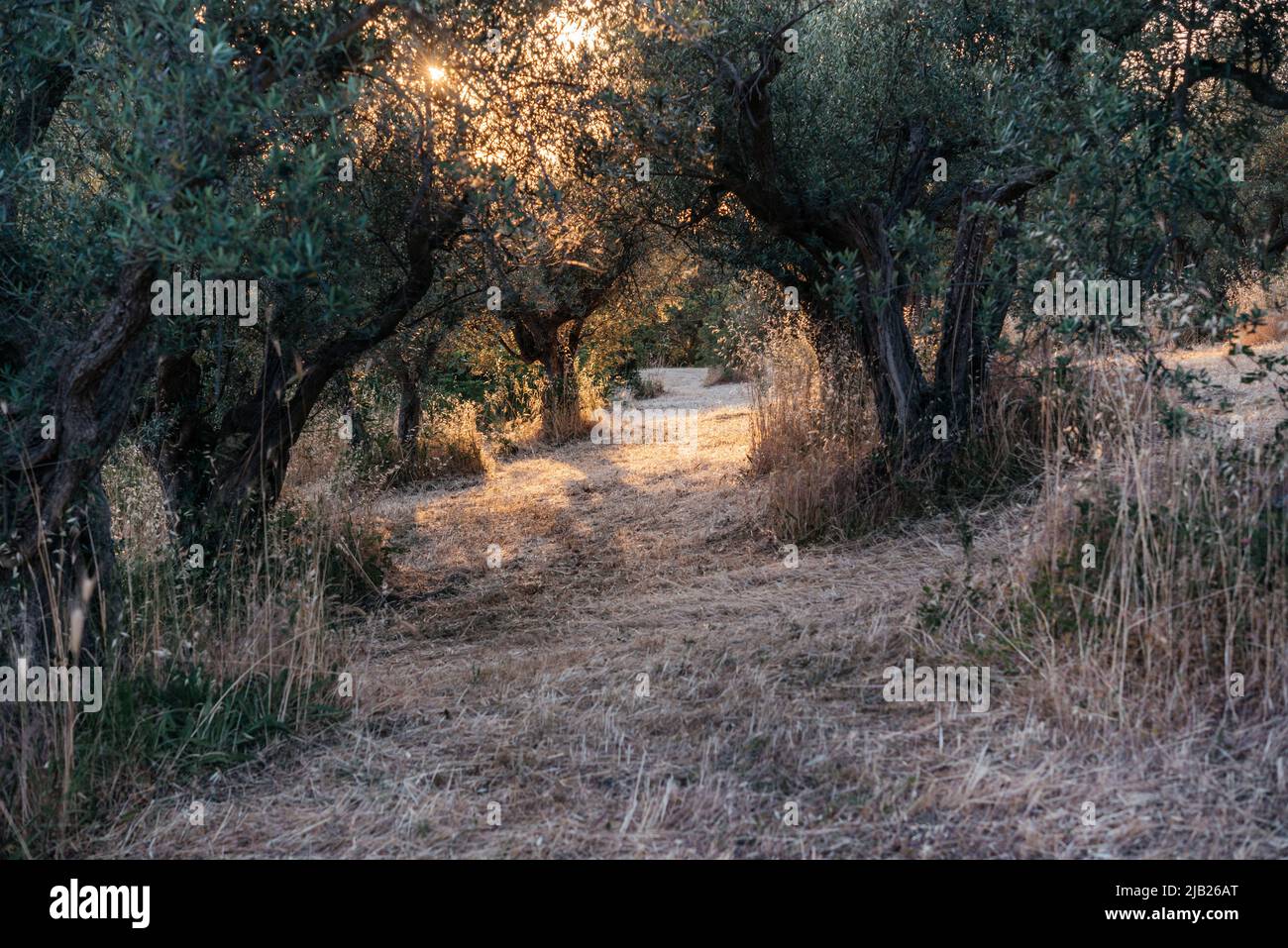Tramonto impressionante su ulivi boschetto in Italia Foto Stock