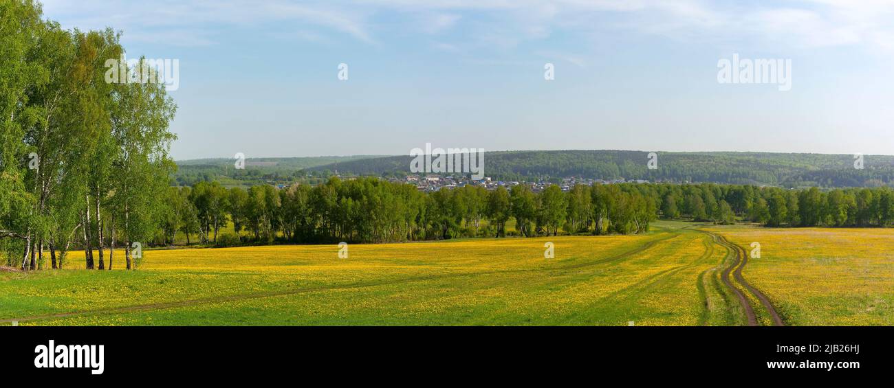Pittoresca strada sterrata tra campi coltivati a dandelioni, vista panoramica Foto Stock