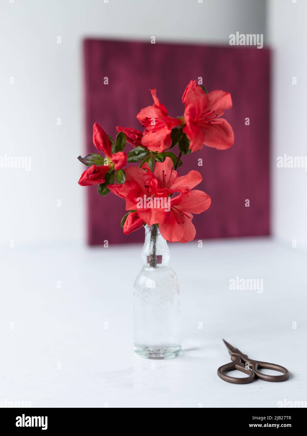 Un ramo di una azalea fiorente in un vaso di vetro sullo sfondo di un quadro botanico, un erbario di fiori di azalea secchi. Fiori rossi Foto Stock