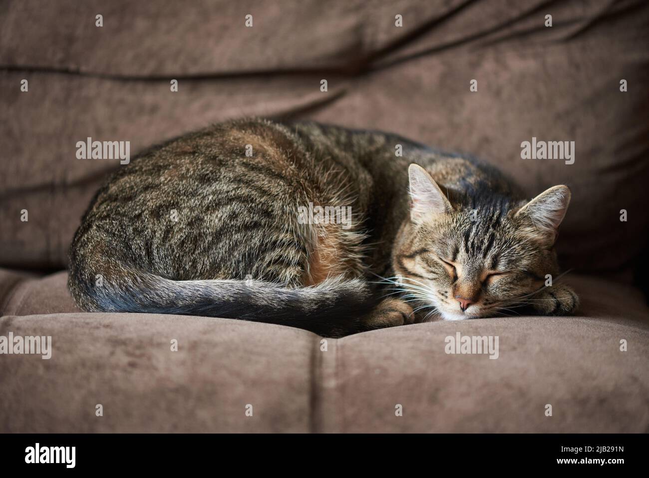 Gatto che dorme sul divano immagini e fotografie stock ad alta risoluzione  - Alamy