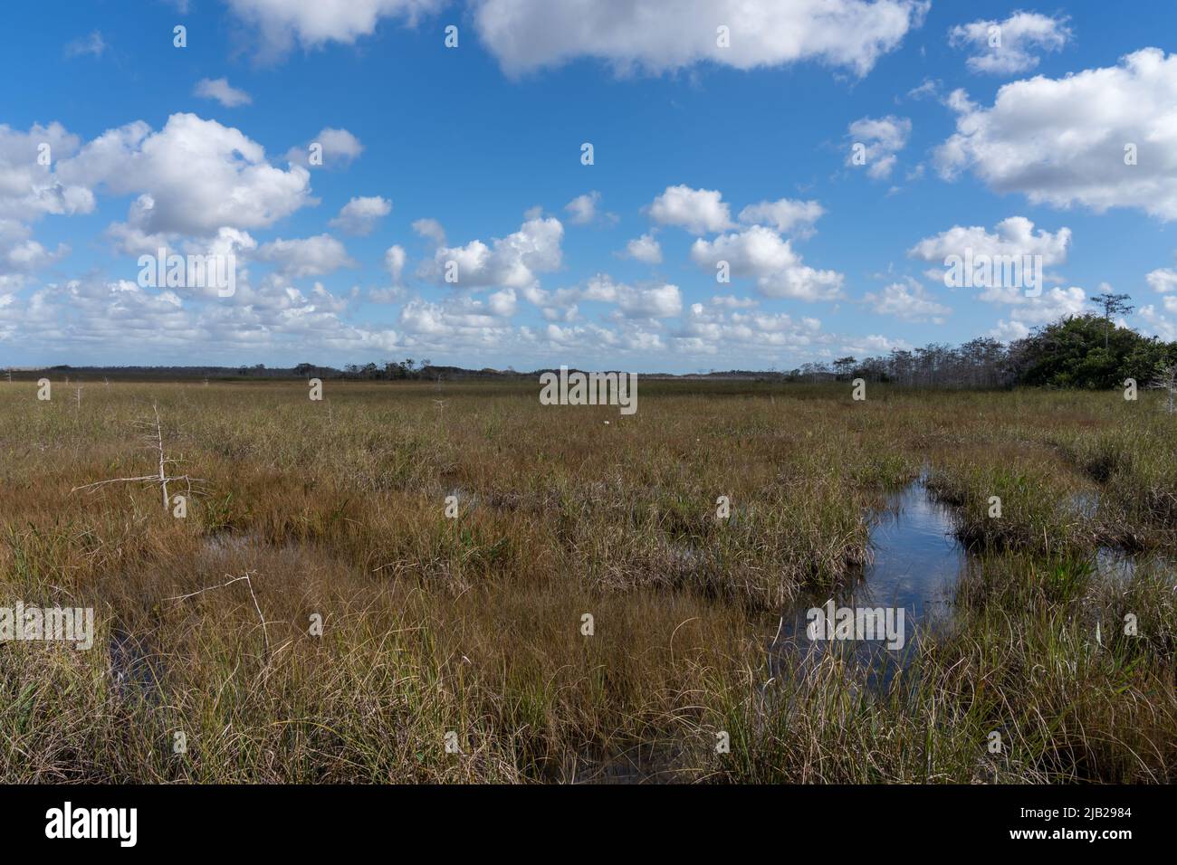 Paludi nel Parco Nazionale delle Everglades con cielo blu e nuvole bianche in Florida, USA. Foto Stock