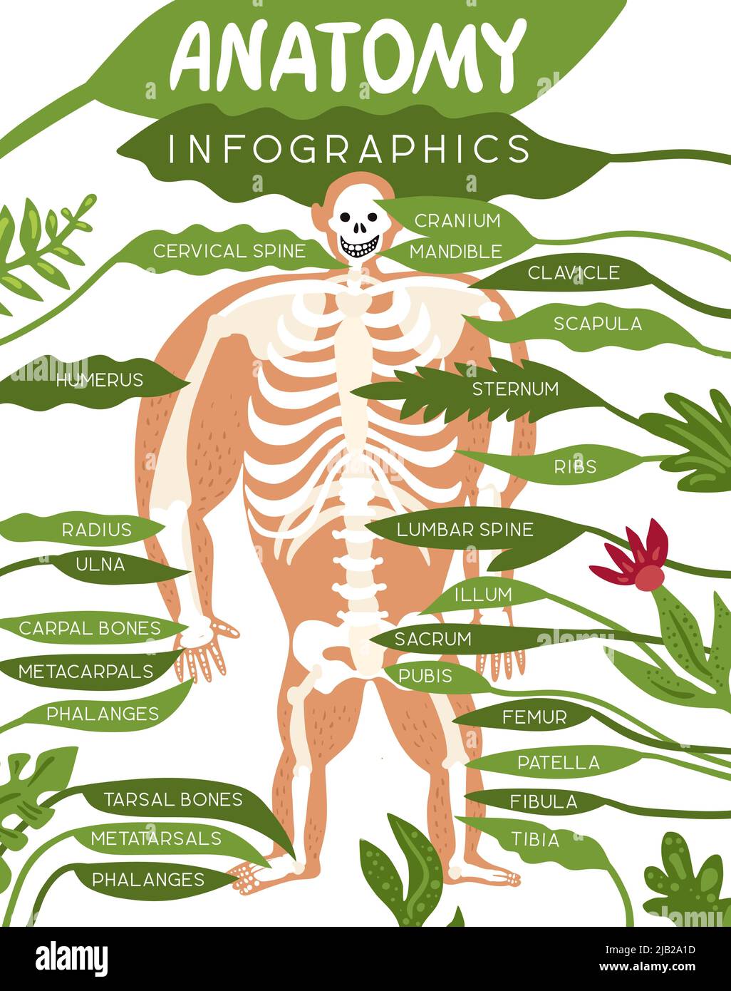 Layout infografico dell'anatomia scheletrica con immagine del corpo umano e descrizione dettagliata delle parti componenti dell'illustrazione vettoriale piatta del sistema scheletrico Illustrazione Vettoriale