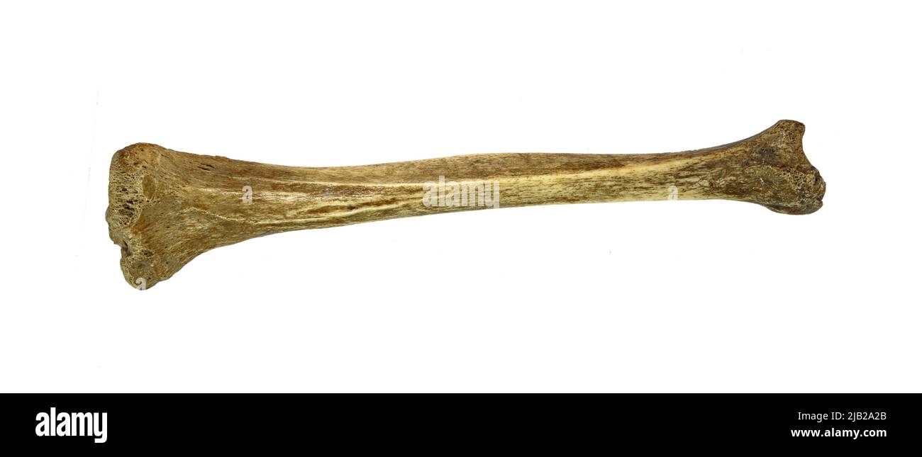 Osso humero di umano isolato su sfondo bianco Foto Stock