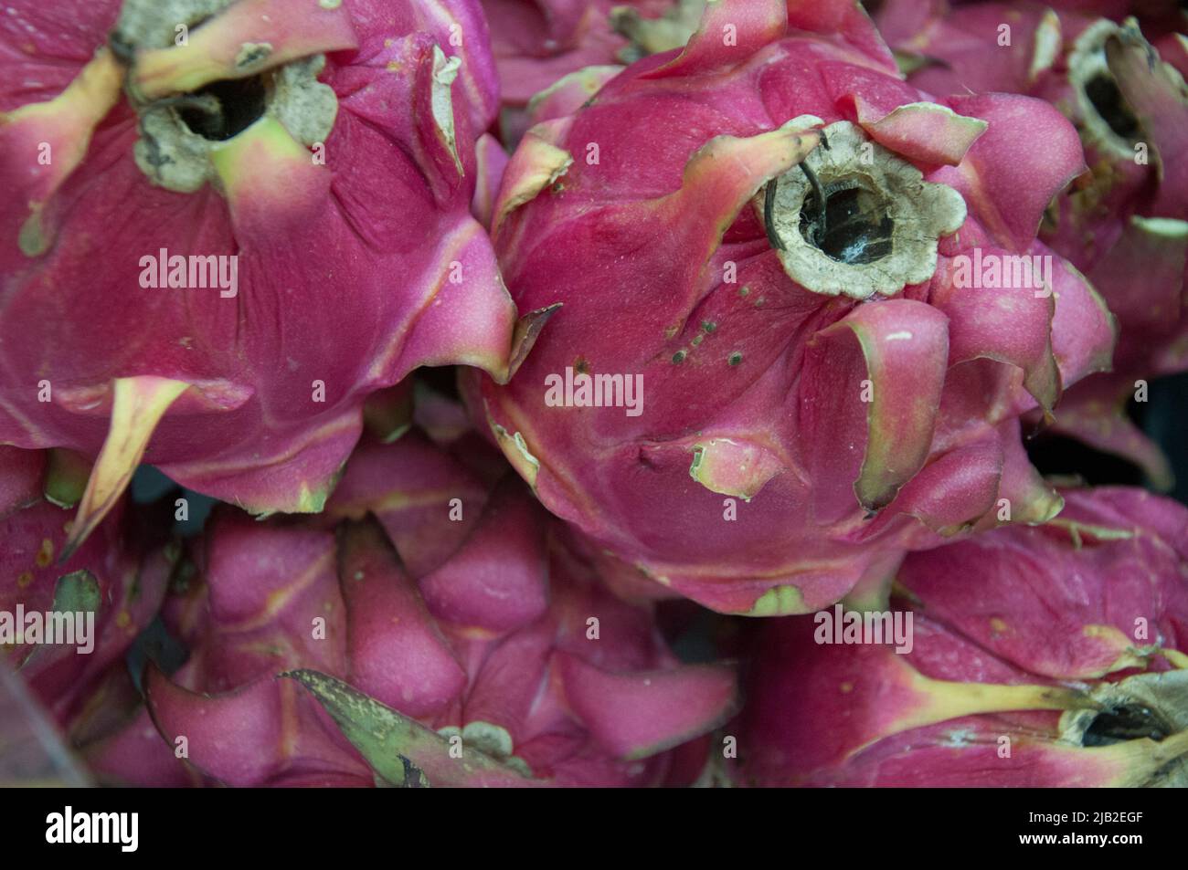 Frutta verde drago in vendita a Tiong Bahru, Singapore Foto Stock