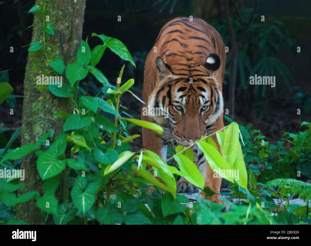 Malayan Tiger, una specie in pericolo, alla riserva naturale di Mandai, Zoo di Singapore. Fino alle 1930s tigri sono state attivamente cacciate a Singapore. Foto Stock