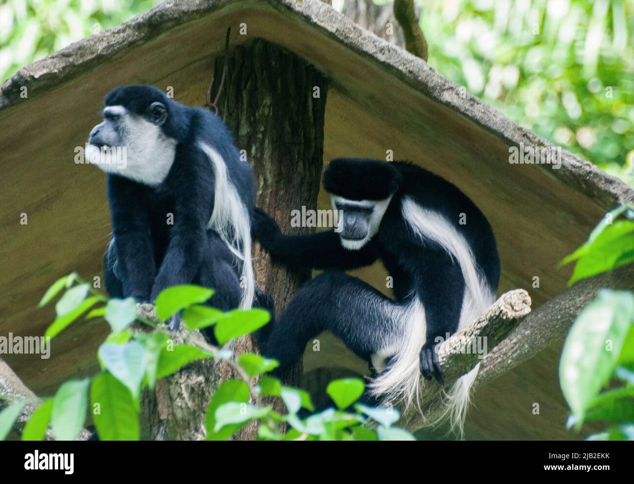 Scimmie colobus in bianco e nero (Africa Centrale) presso la Riserva Naturale di Mandai, Zoo di Singapore Foto Stock