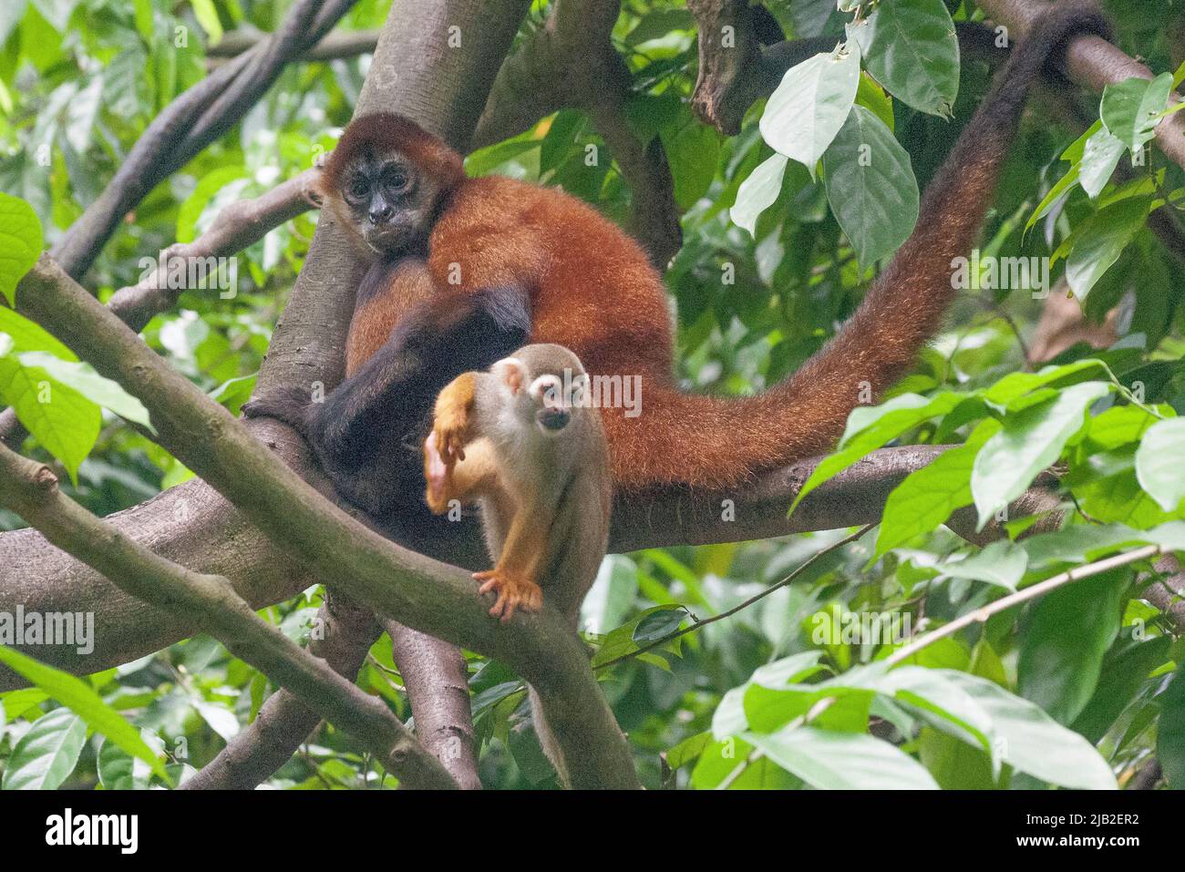 Scimmia scoiattolo comune al Mandai Wildlife Reserve, Zoo di Singapore Foto Stock