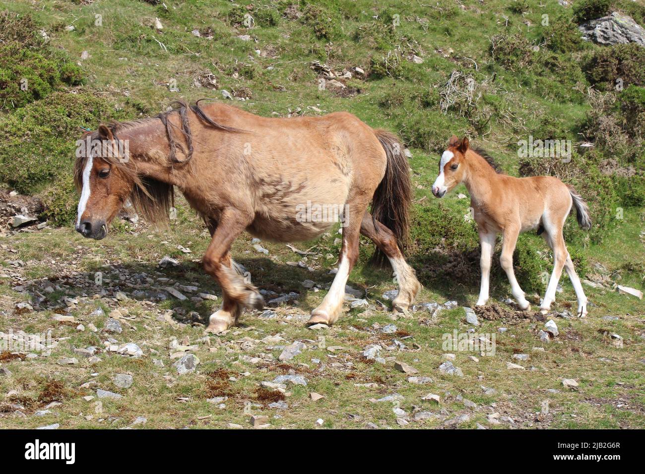 Carneddau Pony e Foal, Snowdonia, Galles Foto Stock