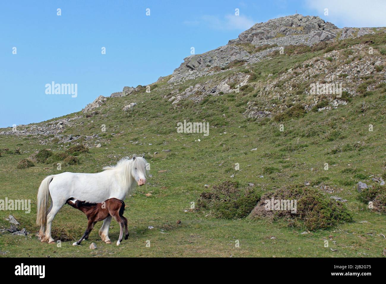 Carneddau Pony e Foal, Snowdonia, Galles Foto Stock