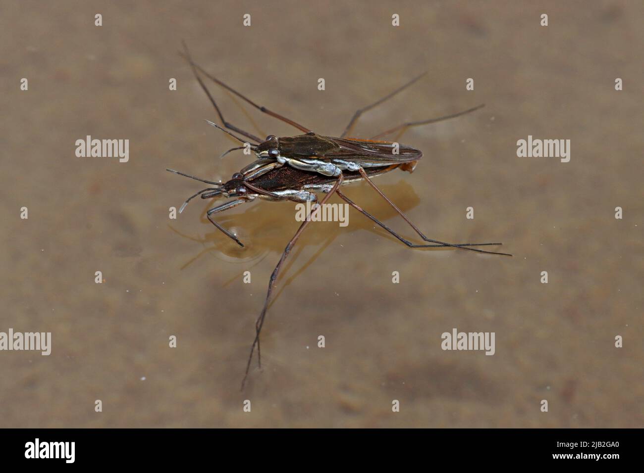 Pattinatori per laghetti di accoppiamento - Gerris lacustris Foto Stock