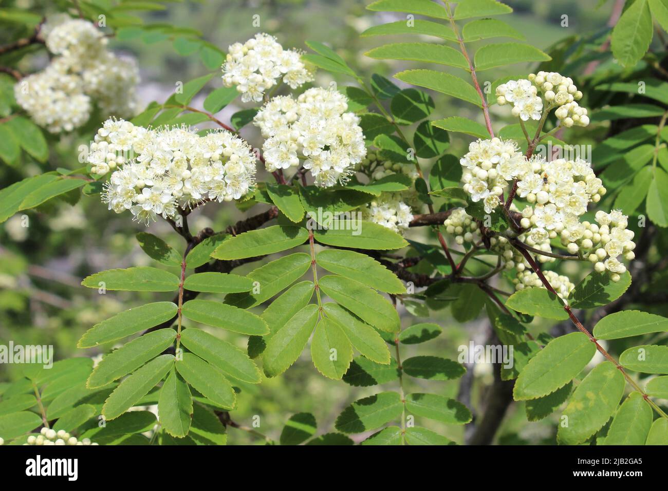 Rowan a.k.a. cenere di montagna - Sorbus aucuparia - in fiore Foto Stock