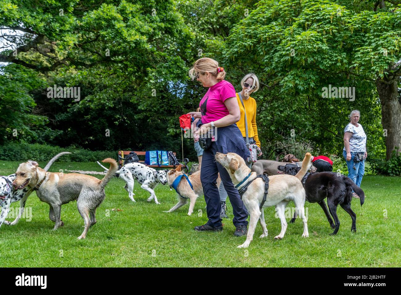 Northampton Regno Unito. 2nd giugno 2022. Festa del cane giubilare ad Abington Park, gli amici e i loro cani si incontrano per celebrare il Giubileo delle Regine. Northampton, Inghilterra, Regno Unito.. Credit: Keith J Smith./Alamy Live News. Foto Stock