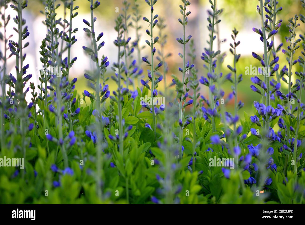 Falso Indigo (Baptizia australis) che mostra fiori viola scuro/blu contro il fogliame verde. Foto Stock