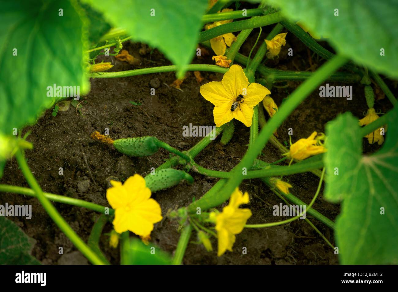 Cetrioli coltivati in giardino d'estate con germogliano e fiori gialli Foto Stock