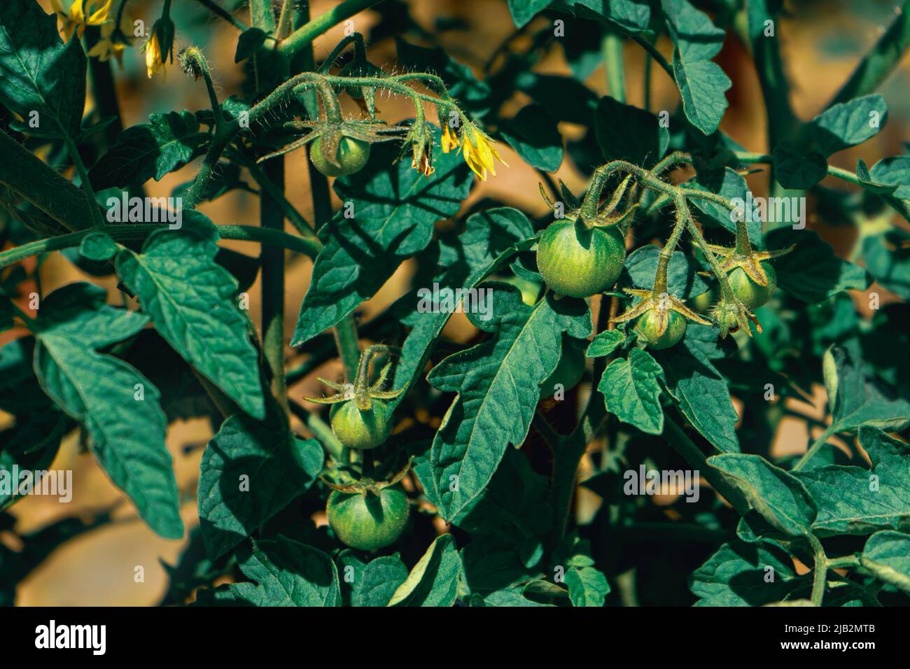 Frutta di pomodori verdi che crescono in giardino. Primo piano. Foto Stock