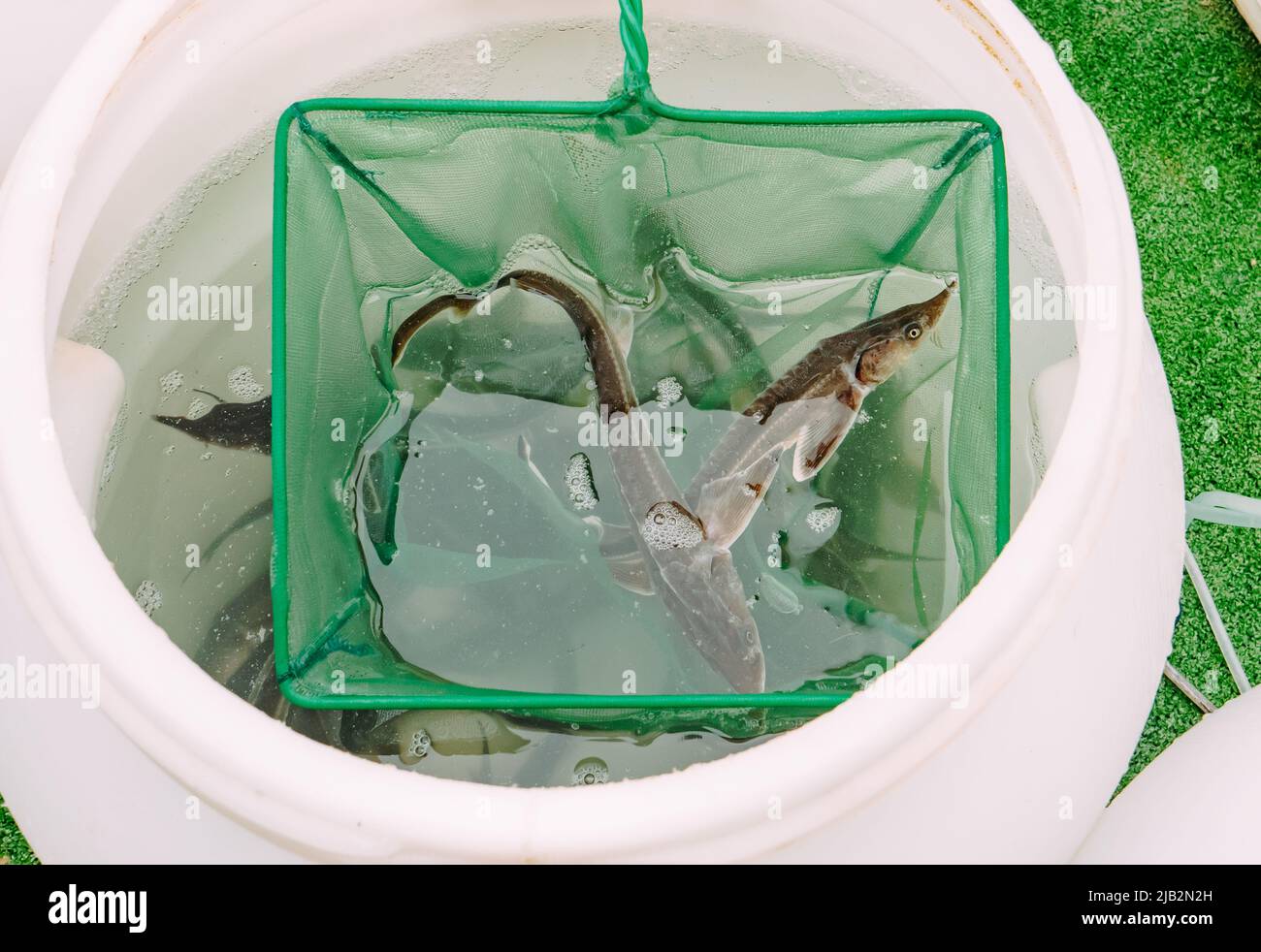 Friggere in una rete. Prima di rilasciare la frittura nel fiume. Restauro di ecologia fluviale. Il pesce è elencato nel Libro Rosso della Russia come una specie vulnerabile Foto Stock