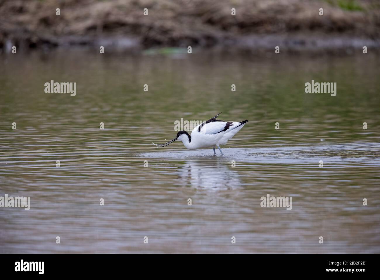 Pied Avocet (Recurvirostra avosetta) Ricerca di cibo in acque poco profonde Foto Stock