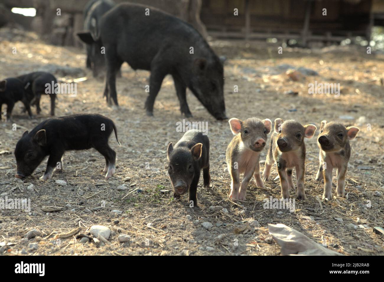 Suinetti in un'azienda agricola rurale tradizionale nel villaggio di Prailiang, Mondu, Kanatang, Sumba orientale, Nusa Tenggara orientale, Indonesia. Foto Stock