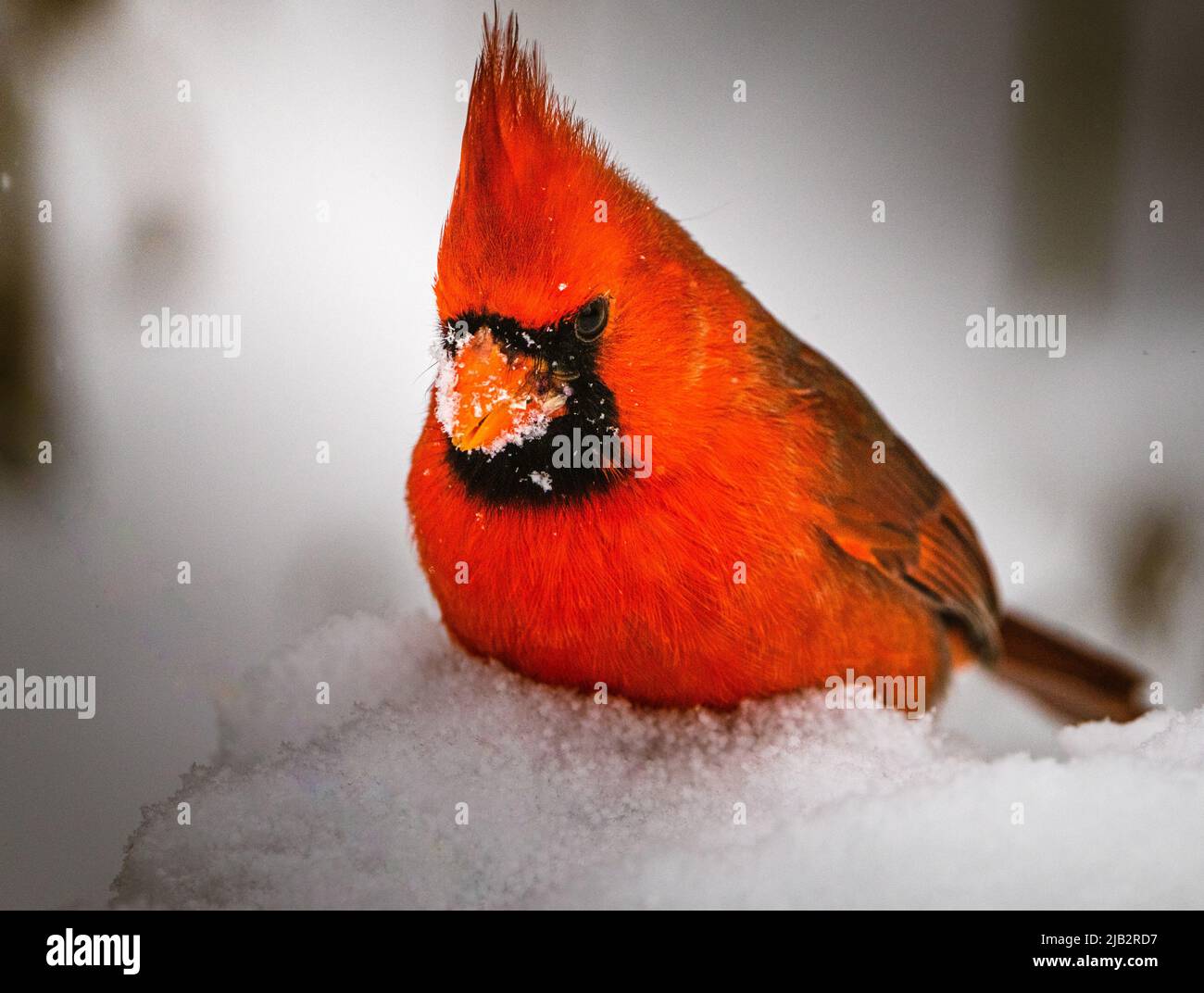 Il Cardinale nella neve Foto Stock
