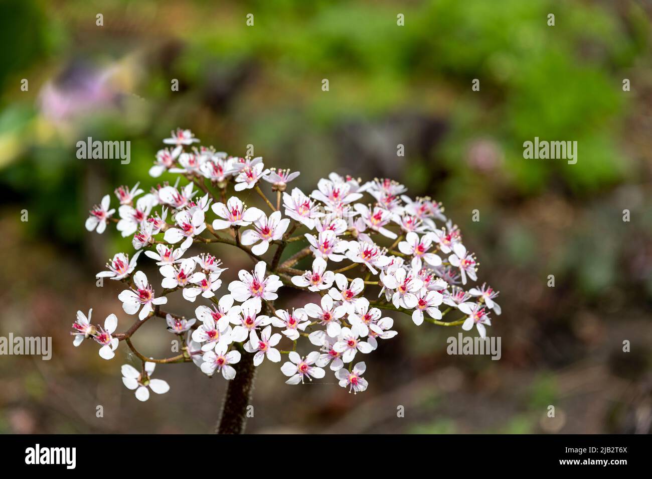 Coppa gigante indiano di rabarbaro, Darmera peltata Umbrella pianta, Peltifyllum peltatum, Saxifragaceae. Fiore primaverile di Darmera peltata. Foto Stock