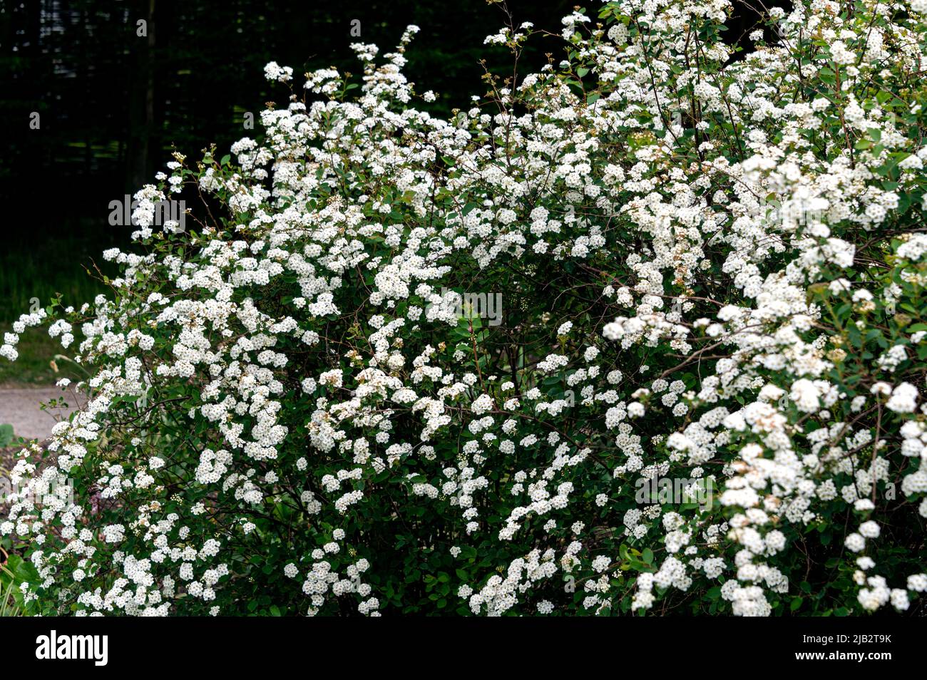Spirea, vanhouttei, corona nuziale, Rosaceae, fiori bianchi. Foto Stock