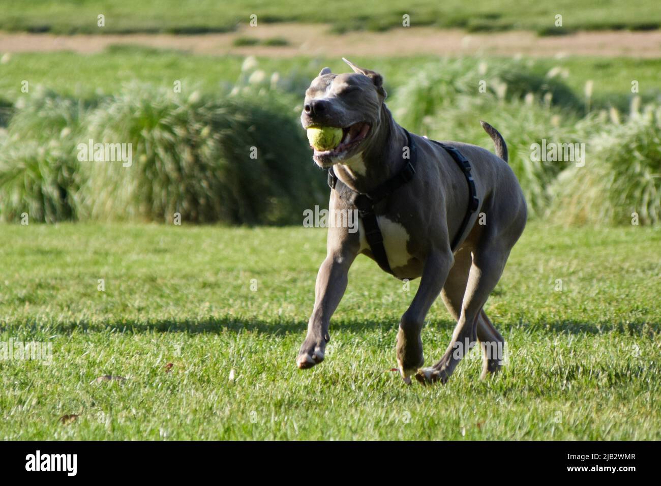 Gray pit bull terrier cane sta giocando con una palla in un parco. Foto Stock