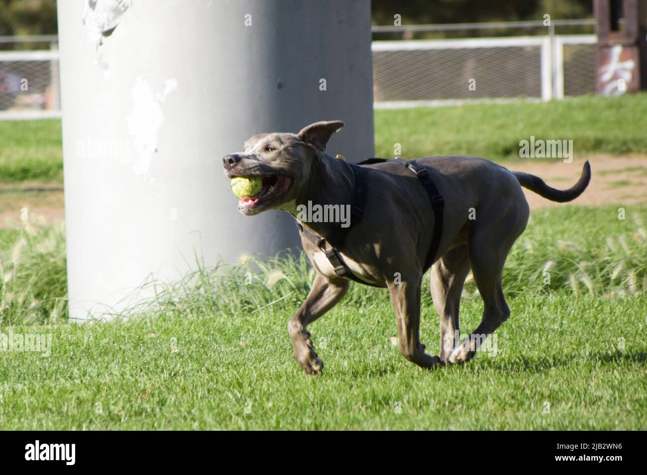 Gray pit bull terrier cane sta giocando con una palla in un parco. Foto Stock